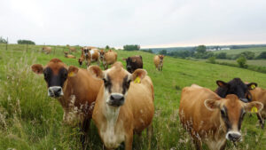 Cows in the pasture at Cinnamon Ridge Farms in the Quad Cities, Iowa.